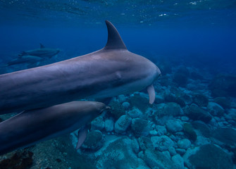 dolphins in the sea