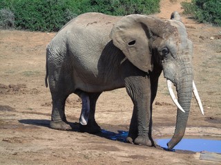 Elaphant at waterhole in Addo Elephant NP