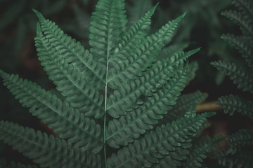 Beautyful ferns leaves green foliage natural floral fern background in sunlight.Beautyful ferns leaves green foliage natural floral fern background in sunlight.