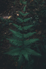 Beautyful ferns leaves green foliage natural floral fern background in sunlight.Beautyful ferns leaves green foliage natural floral fern background in sunlight.