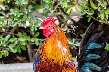 Close-up of a colorful rooster in the Paloma de Benalmadena park, Malaga