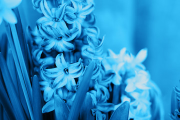 Spring hyacinth flowers