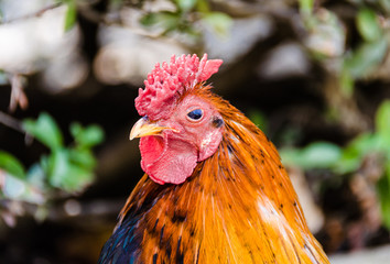 Close-up of a colorful rooster in the Paloma de Benalmadena park, Malaga