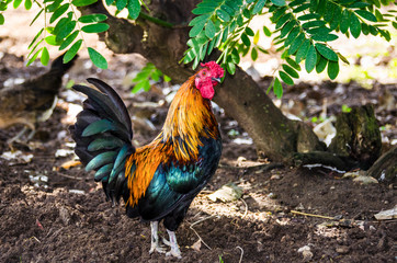 Close-up of a colorful rooster in the Paloma de Benalmadena park, Malaga