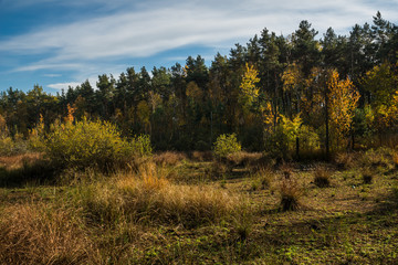 Fototapeta na wymiar Dried Celestyn Lake in autumn, Celestynow, Poland