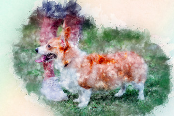 welsh corgi dog standing in the  grass field watercolor style