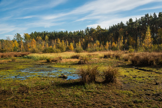 Dried Celestyn Lake in autumn, Celestynow, Poland