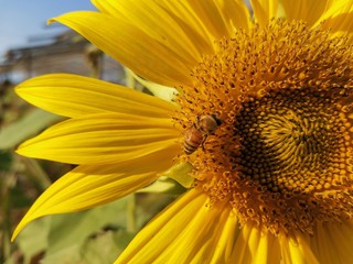 bee on sunflower