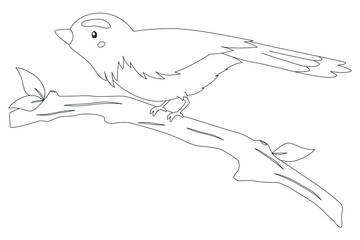 Bird of Indonesia coloring page. Typical bird of Aceh, Cempala Kuneng bird perching on a tree branch. Exotic Indonesian bird cartoon vector. Coloring page for kids template. 