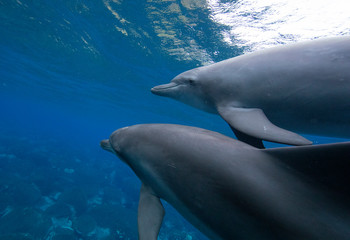 dolphin in blue water