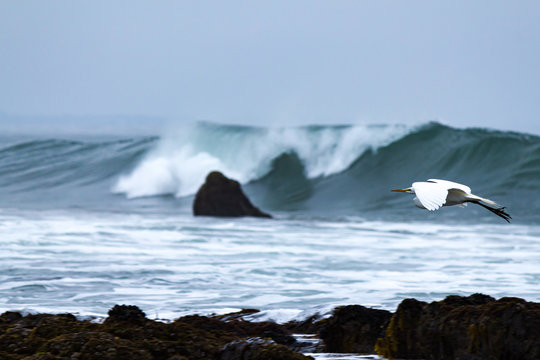 giant white egret flying along shoreline with breaking wave