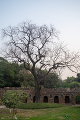 Fototapeta na wymiar Beautiful bare tree at Humayans Tomb in New Delhi India