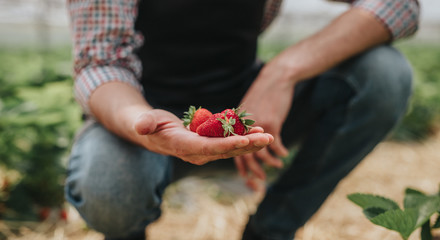 Ripe strawberry in hand of gardener in greenhouse
