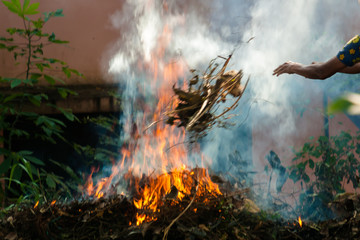 Dried leaves throwing at the fire at backyard of the house