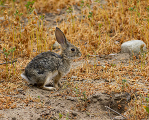 Naklejka na ściany i meble a young bunny foraging for food on wild grasses and weeds