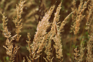 Dry grass in the summer meadow close-up. Natural background retro style toned