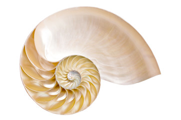 Half ammonite on a white background illustrating the Fibonacci sequence