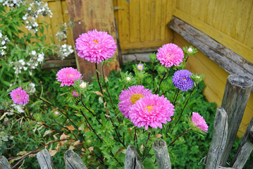 flower garden with asters in front of the farmhouse bright yellow