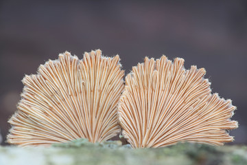 Schizophyllum commune, known as split gill or splitgill mushroom, wild medicinal fungi from Finland