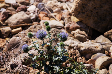 bright violet dried flower with prickly leaves on limestone with a porous structure in daytime sunlight with hard shadows