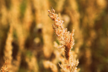 Dry grass in the summer meadow close-up. Natural background retro style toned