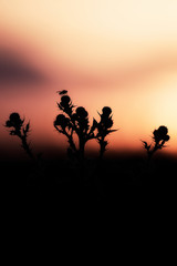 Fototapeta na wymiar Sunset on a meadow with flora and fauna