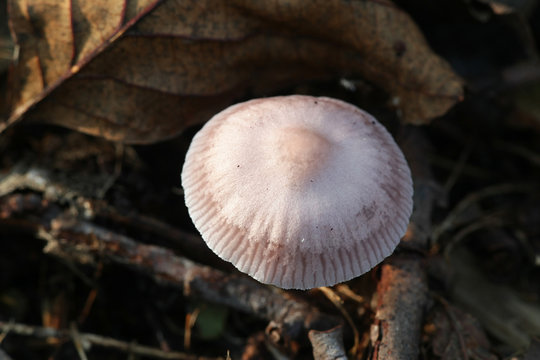 Inocybe lilacina, known as Lilac Fibercap, wild poisonous mushroom from Finland