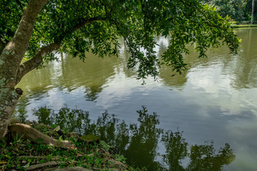 Tree tilted over green pond