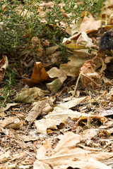 autumnal pile of fallen dry sycamore leaves and grass