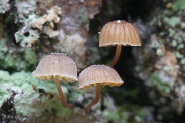 Mycena meliigena, a bonnet mushroom growing on oak trunk