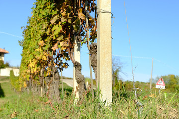 typical landscapes of the Piedmontese Langhe