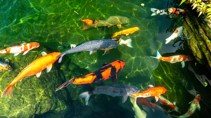 Movement group of colorful koi fish in clear water. This is a species of Japanese carp in small...