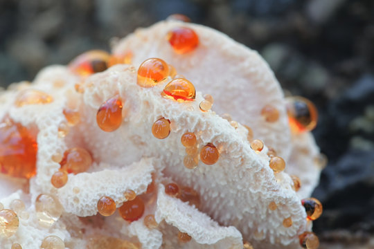 Hydnellum ferrugineum, known as the mealy tooth or the reddish-brown corky spine fungus, wild tooth fungus from Finland