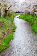 春の忍野、山梨県南都留郡忍野村にて