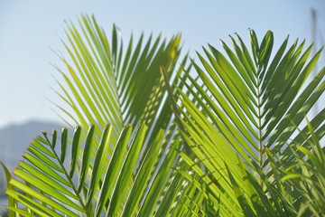 palm leaves on blue sky background