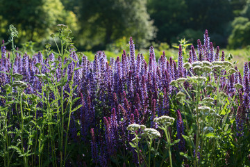 Salvia nemorosa flowers blooming in a field