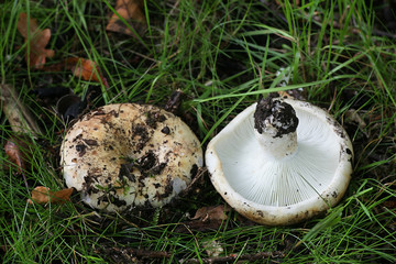 Russula chloroides (Russula delica var. chloroides), known as Blue Band Brittlegill, wild mushrooms...