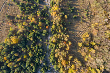 green forest, view from above