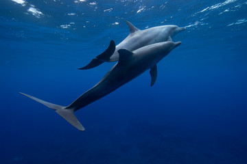 dolphins in the sea