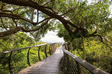 Treetop path of the botanical garden Kirstenbosch, Cape Town, South Africa - obrazy, fototapety, plakaty
