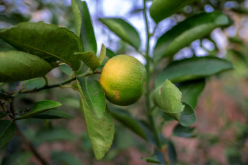 lemon tree