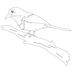 Bird of Indonesia coloring page, Madu Sepah Raja bird (Crimson Sunbird) perching on a tree branch. Exotic Indonesian bird cartoon vector. Coloring page for kids template.