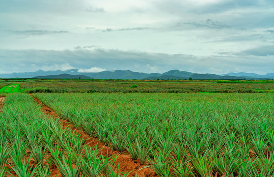Pineapple plantation. Landscape pineapple farm and mountain. Plnat cultivation. Growing pineapple in organic farm. Argiculture industry. Green pineapple tree in field and white sky and clouds. Farming