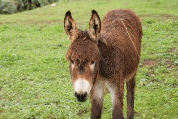 Fototapeta premium burro