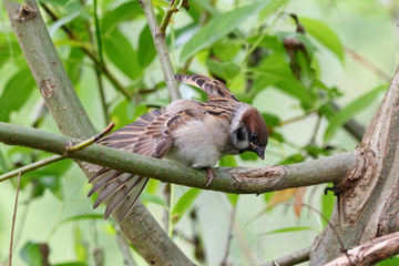 Eurasian tree sparrow passer montanus juvenile sitting on branch of tree. Cute young common urban bird in wildlife.