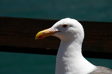gaviota