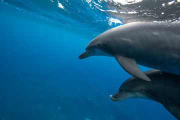 dolphin in blue water