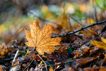 Feuille isolée sur le sol d'un sous bois