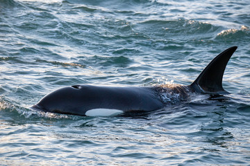 orca killer whale in mediterranean sea