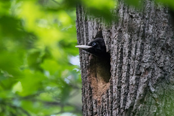 Black woodpecker baby looking from hole in tree. Cute young chick waiting for parents. Bird in wildlife.